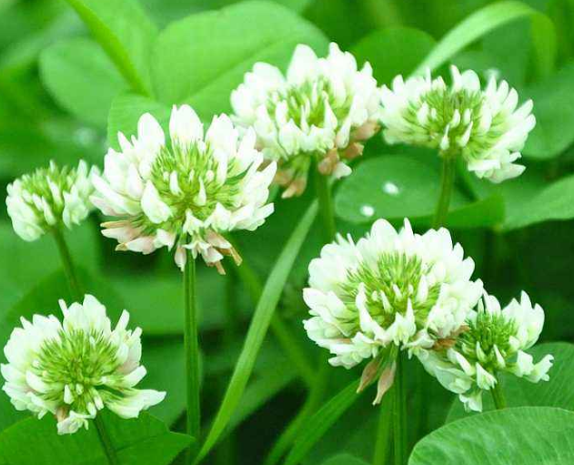 「生肖」有钱存不住的4大生肖，挥霍一生，有钱就任性，却往往幸福一生