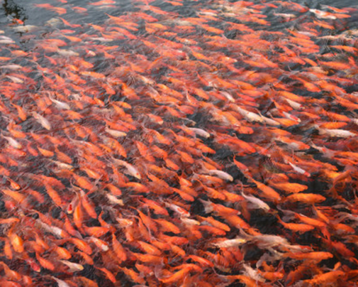 在池塘养鱼，我们该如何去做，才能保证鱼塘内的鱼生活健康？