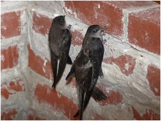 尖尾雨燕|从不落地的“无脚鸟”,睡觉都能在天上,它真的一辈子都不落地吗?