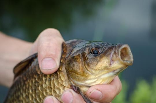 鲫鱼|【技巧】钓小鲫鱼考验钓鱼人的技术，这些技巧你知道吗？