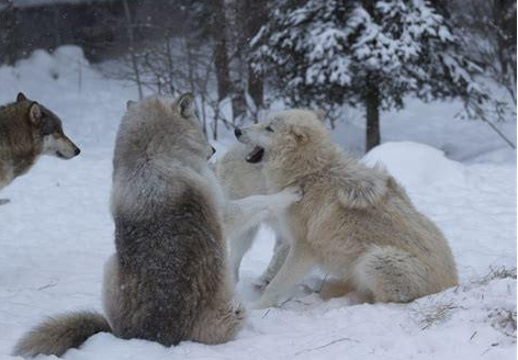 狗是群居动物，因此它们需要狗语才能相处和交流。