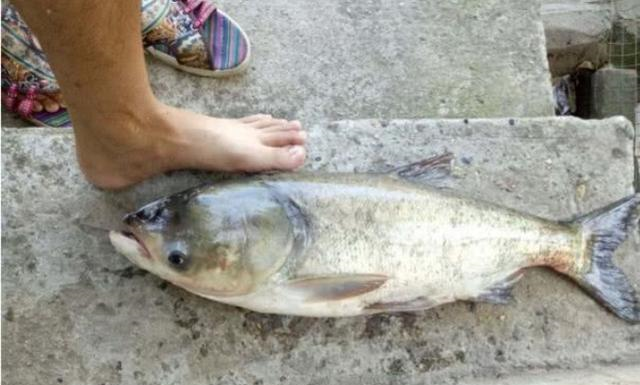 「五花肉」天热，鲢鳙鱼就不好钓了？那是你现在才察觉到这3招，不信就试试