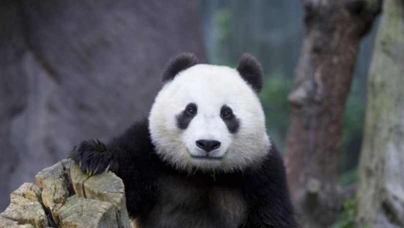 大熊猫|为何猛兽不会主动进攻大熊猫？专家：敢惹熊猫的动物还没进化出来