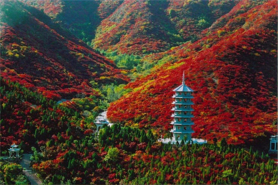 『济南』踏青胜地，带着家人和朋友，一起欣赏这场花的盛宴