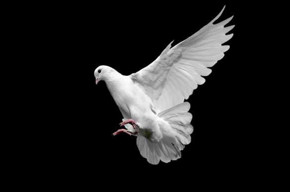 老鸽子离开家飞回来又飞走了，原因在这几个方面。