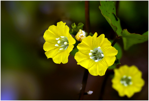 运势|下个月运势水涨船高的三大生肖，财源滚滚来，事业一帆风顺