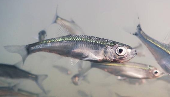 :大鱼可遇而不可求,钓白条才是你最终的归宿,史上最全钓白条攻略