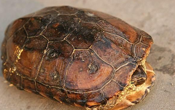 |为什么说“千年的王八好找，十年的老鸭难寻”呢？