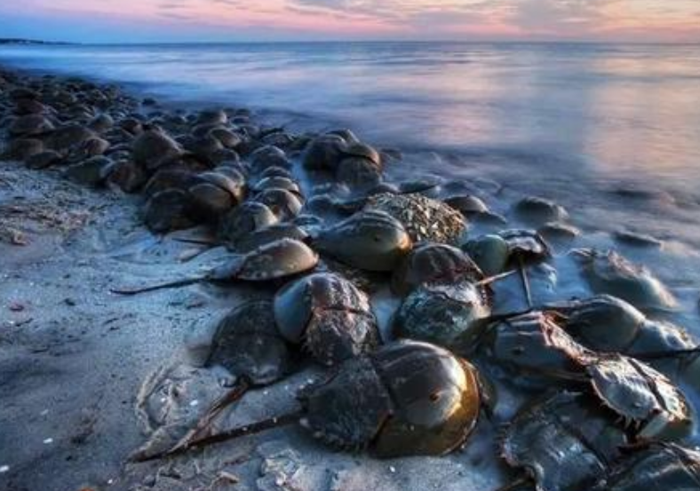 科学家:唯一拥有蓝色血液的生物,活了4亿年,救得了数万人却救不了自己