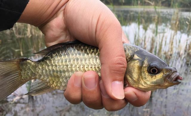 饵料|钓着钓着就没口了，老钓手：那是你没按套路“出牌”，服了