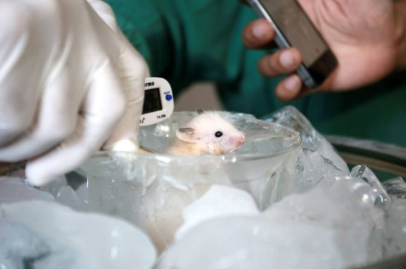 科学家|科学家发现全新“长寿规律”： 只要少吃， 你就能活的比别人久！