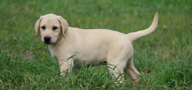 建议大家去选择米白色体毛的拉布拉多，经常给它洗澡，非常的闪亮耀眼，特别可爱。