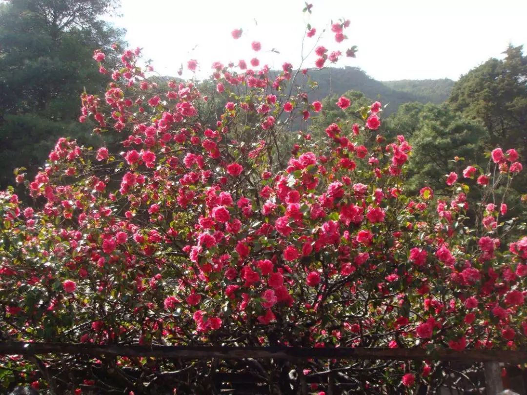 [丽江]丽江游记：来年春天，一起相约玉峰寺赏百年茶花