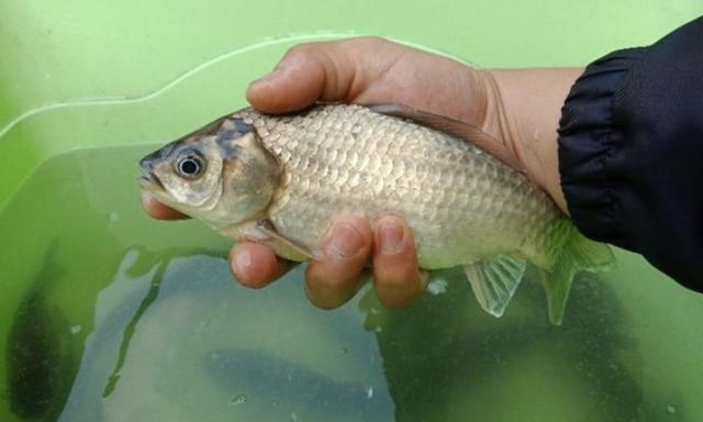 饵料|早就提醒过你，秋钓唯独这3大调整才最关键，知道的人不简单