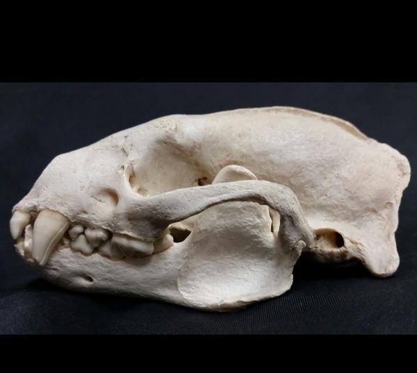 美国食品药品监督管理局|平头哥的克星是什么？