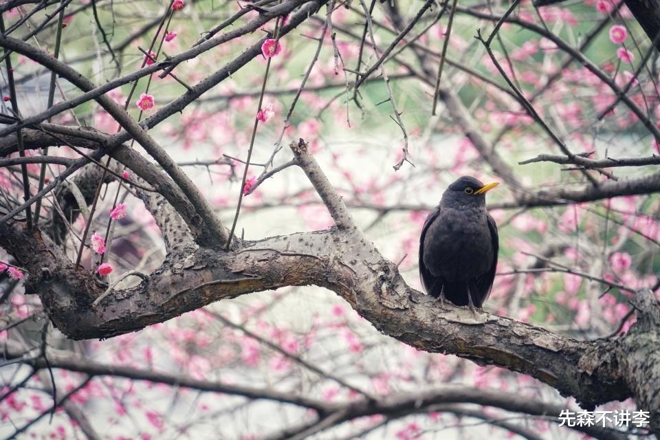 先森不讲李 春节宁波两大赏梅胜地，月湖公园和奉化新建村，你更喜欢哪里呢？