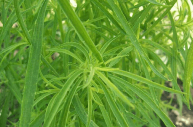  史上最憋屈的植物，在我国被当成扫把无人问津，在日本却身价百倍