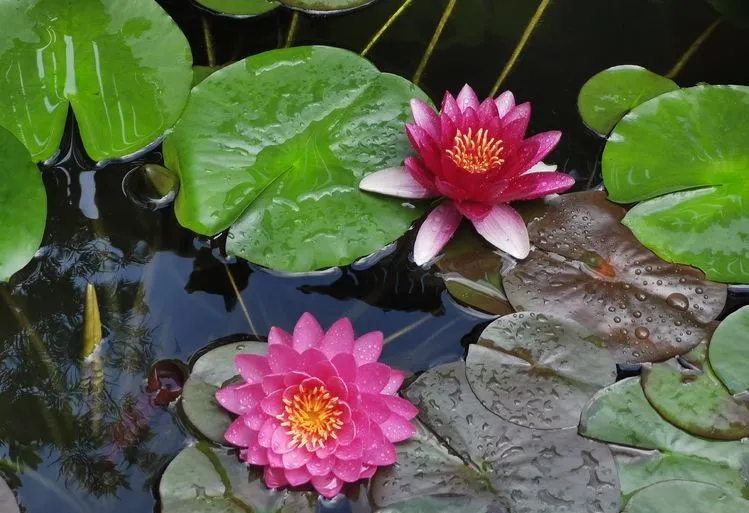 因为这个50㎡露台，买了这套房子，历时7年DIY打造成花园，太美了