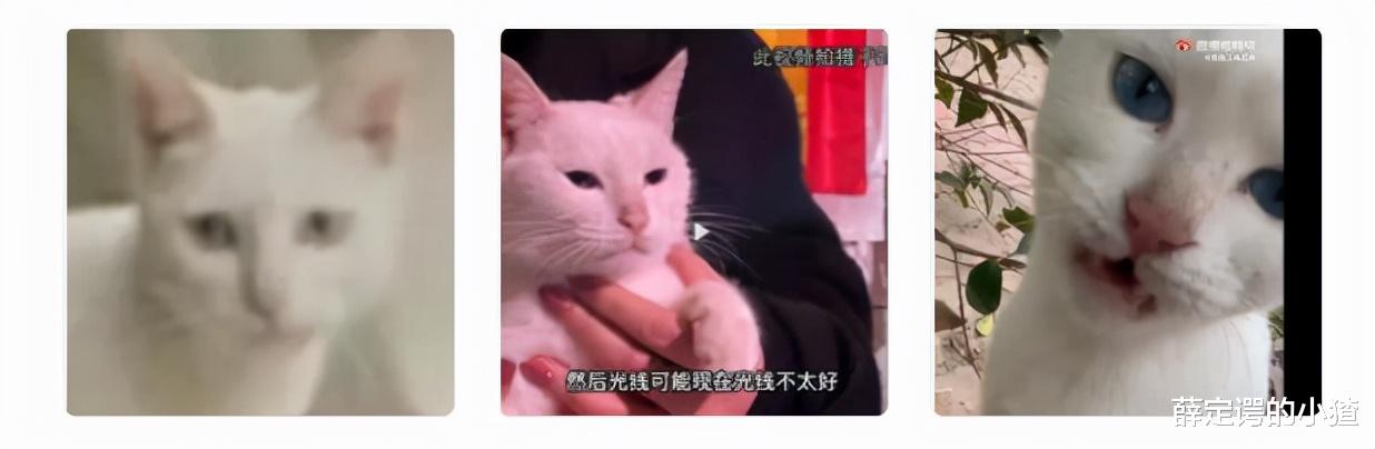 于正|得罪动保分子还想跑？碰瓷娱乐圈800家的于正，这回终于要栽倒在虐猫身上了？