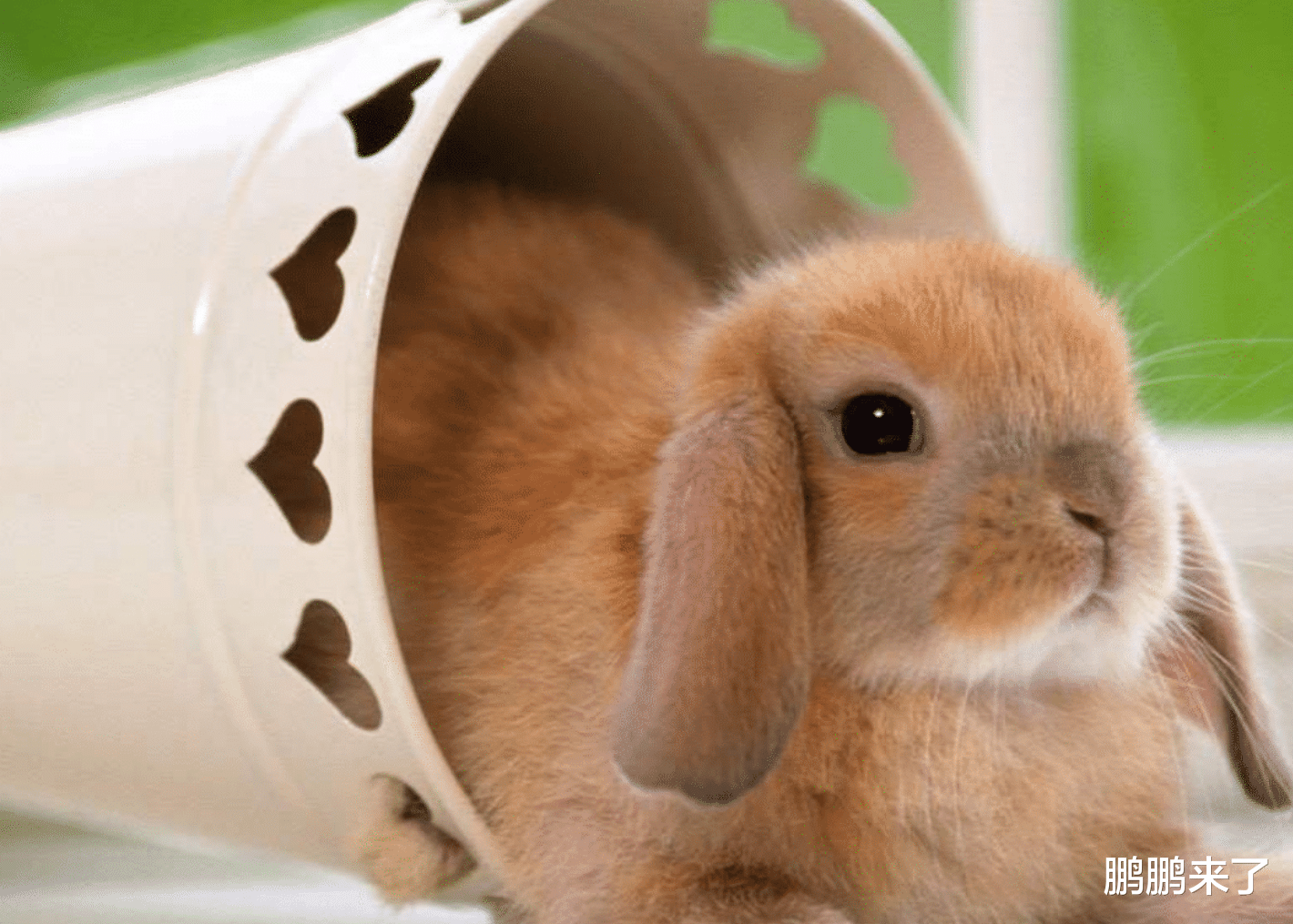 属兔|财神来敲门,属兔人神清气爽春风得意,在职场中所向披靡不缺钱花