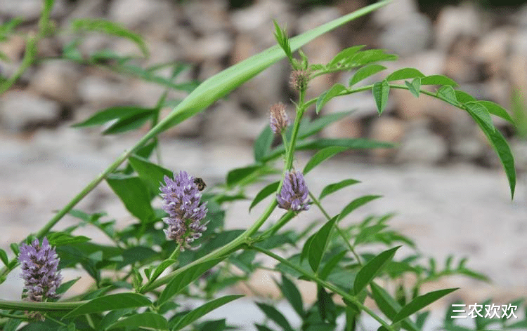 李时珍|李时珍称它是“众药之主”，可养心养胃，滋养元气，见到别错过！