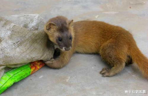 赛半仙讲故事 民间故事：养鸡场老板赶走黄鼠狼，遭到黄鼠狼报复，次年鸡场血亏