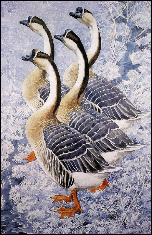 英国查尔斯.图尼克利夫(Charles.Tunnicliffe)禽鸟水彩画