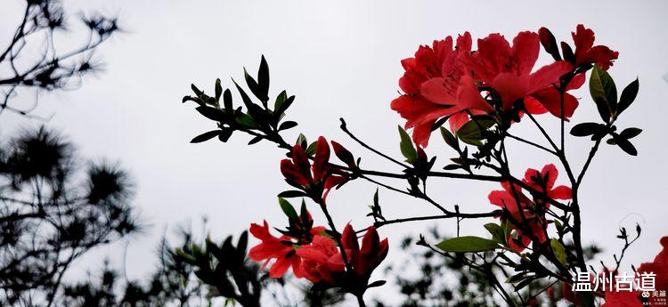 温州古道 温州大罗山最新网红打卡点--昭君出塞等你来