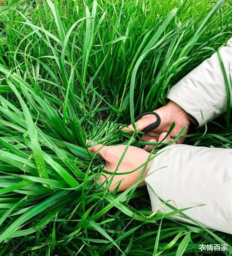 农情百家 农村有这“5种野菜”，制作青团不用愁，每年采摘都乐此不疲！