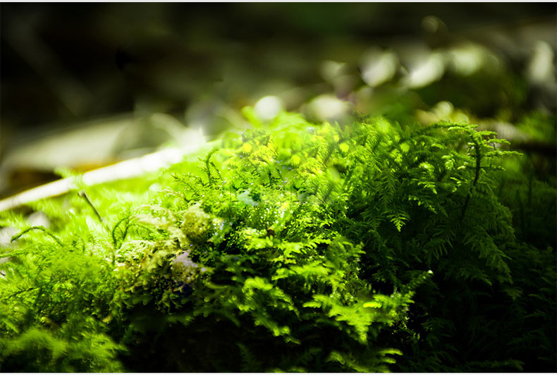 因为这个50㎡露台，买了这套房子，历时7年DIY打造成花园，太美了