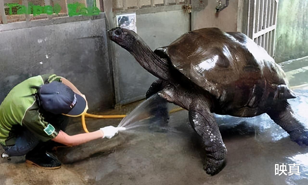 象龟 生于乾隆年间逝于2006年，体重近乎500斤，“他”为何如此长寿？