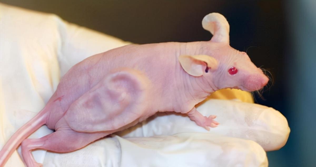 科学家 为什么科学家总是拿小白鼠做实验，它到底特殊在哪？