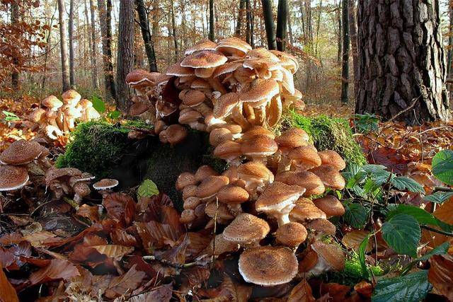 大象|地球上最大的蘑菇：活了2800年，占地10平方公里，重达1000多吨