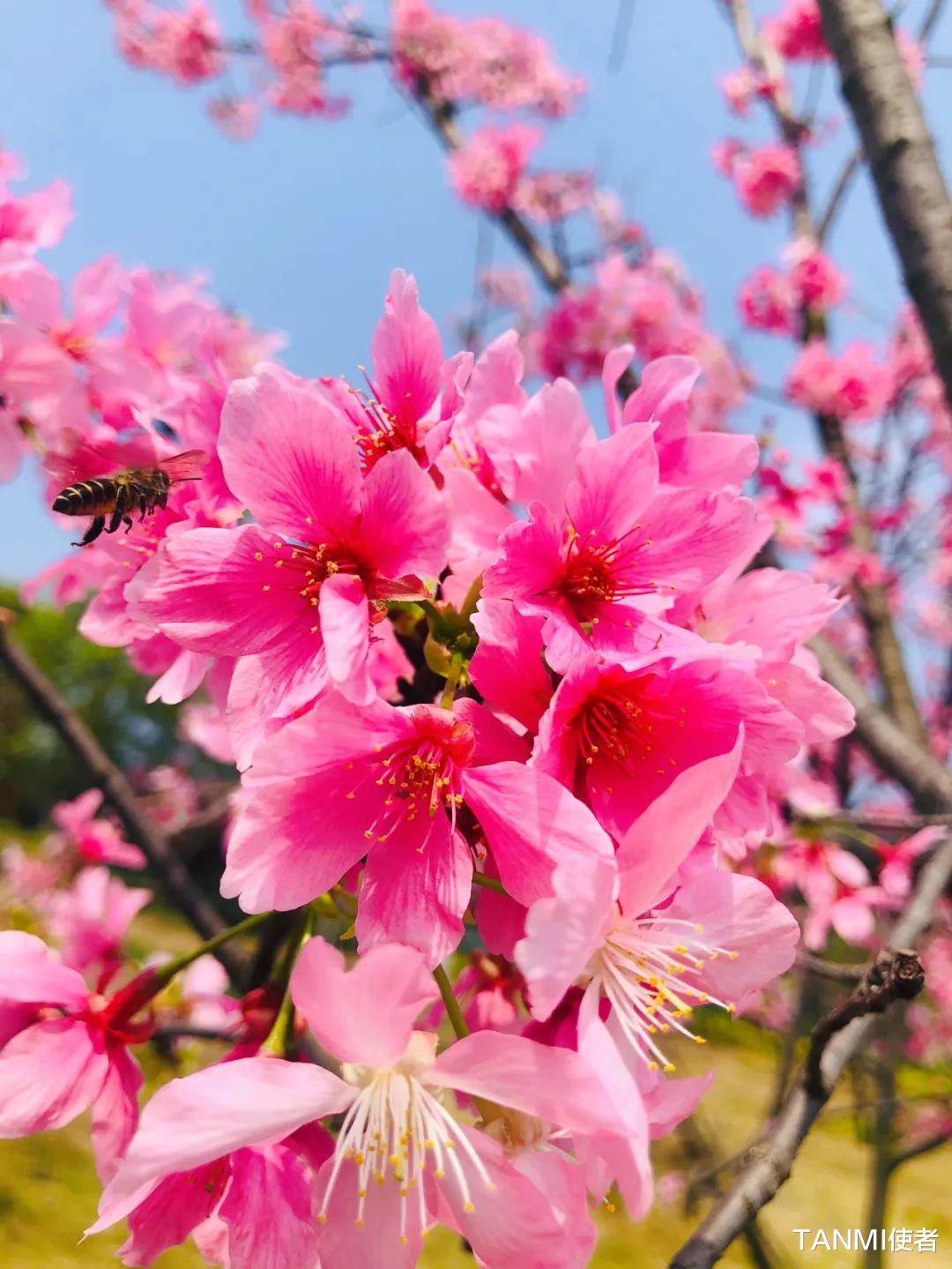 TANMI使者 你们等了一年，广西这里的樱桃花不小心怒放了