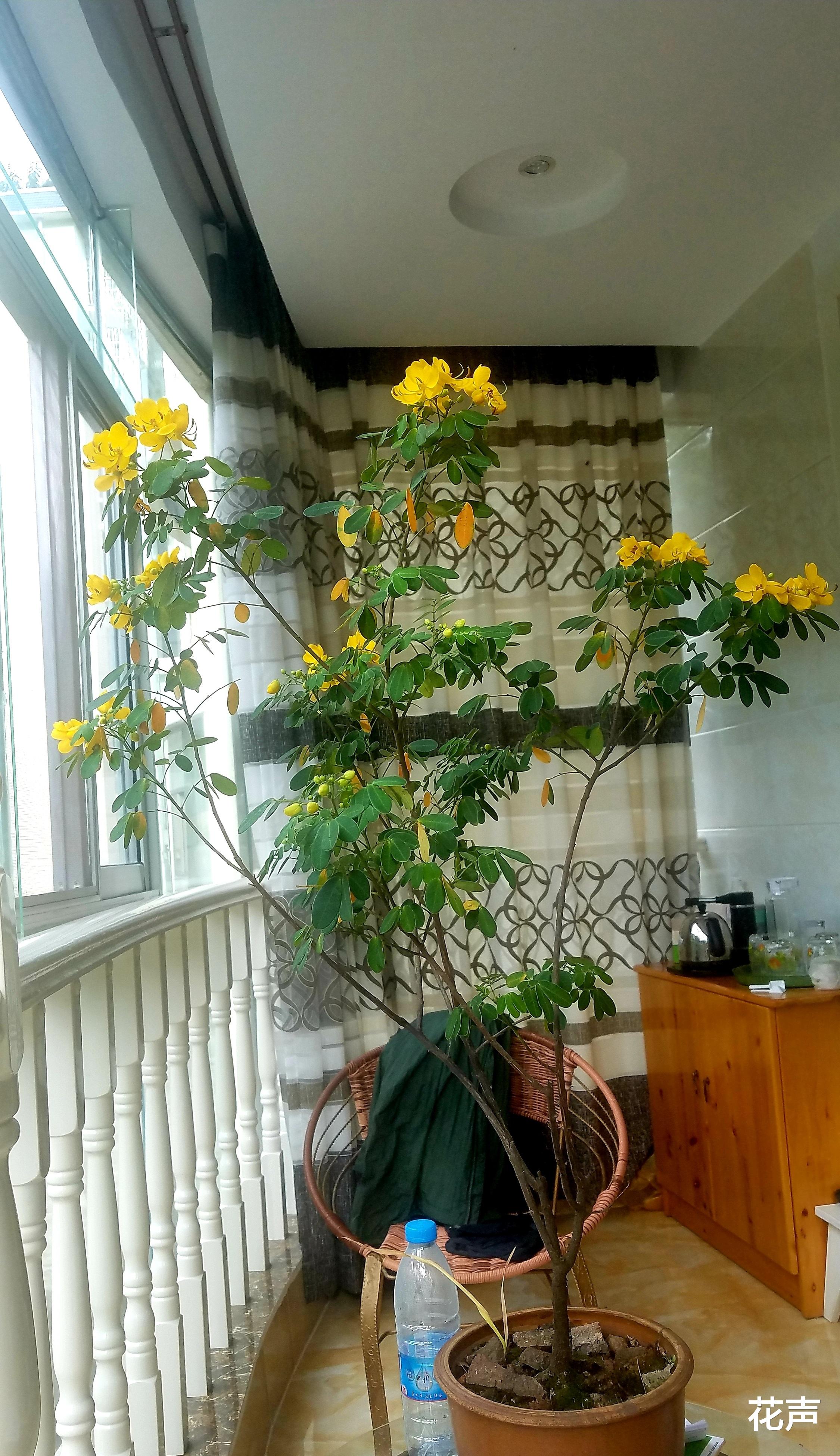 花声 阳台盆栽“新宠”—黄金梅，树姿优雅，花叶俱美，花期五六个月