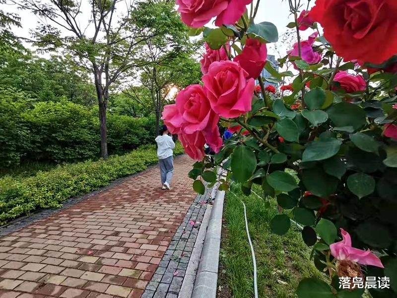 落凫晨读 郑州南环公园花团锦簇  五一假期游人如织  一些花却无人知晓