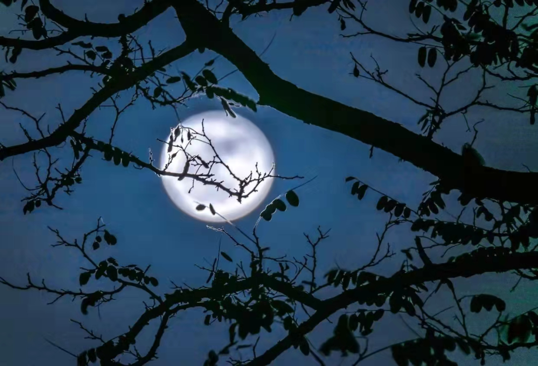 劢健康|露从今夜白