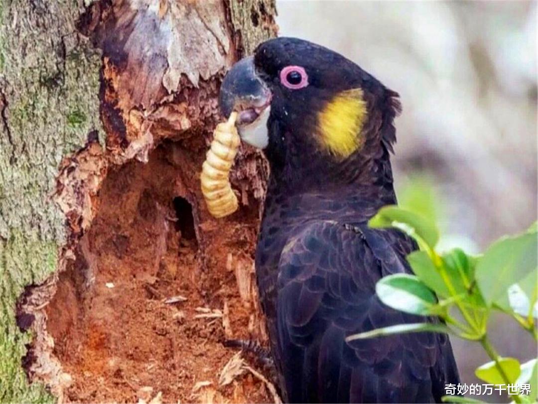 凤头鹦鹉 谁是伤害这些树木的“真凶”？ 不是啄木鸟，啄木鸟不会这么粗暴