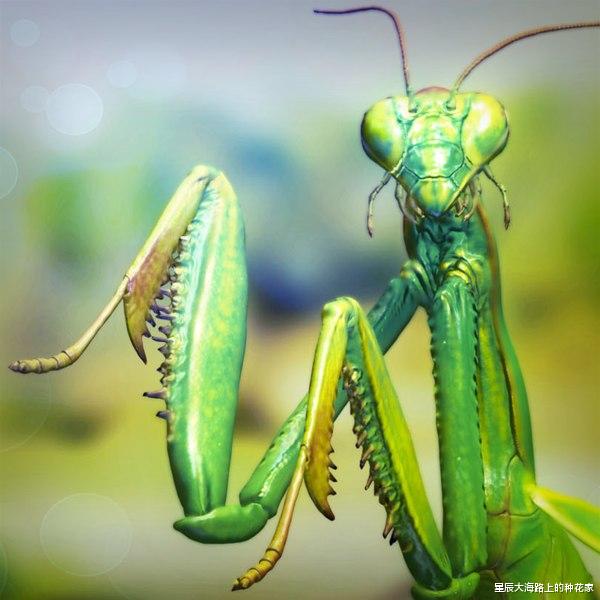 昆虫 螳螂交配后:“新娘”为何吃掉“新郎官”?新娘:这全是为它好!