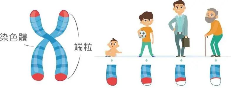 健康资讯分享|【深度】“替换”端粒长度？人类寿命将再迎突破