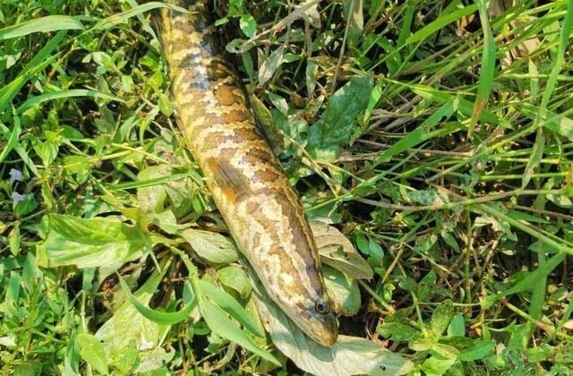 科学家 风滚草入侵全球，在美、澳肆意生长，为何在我国却很少？