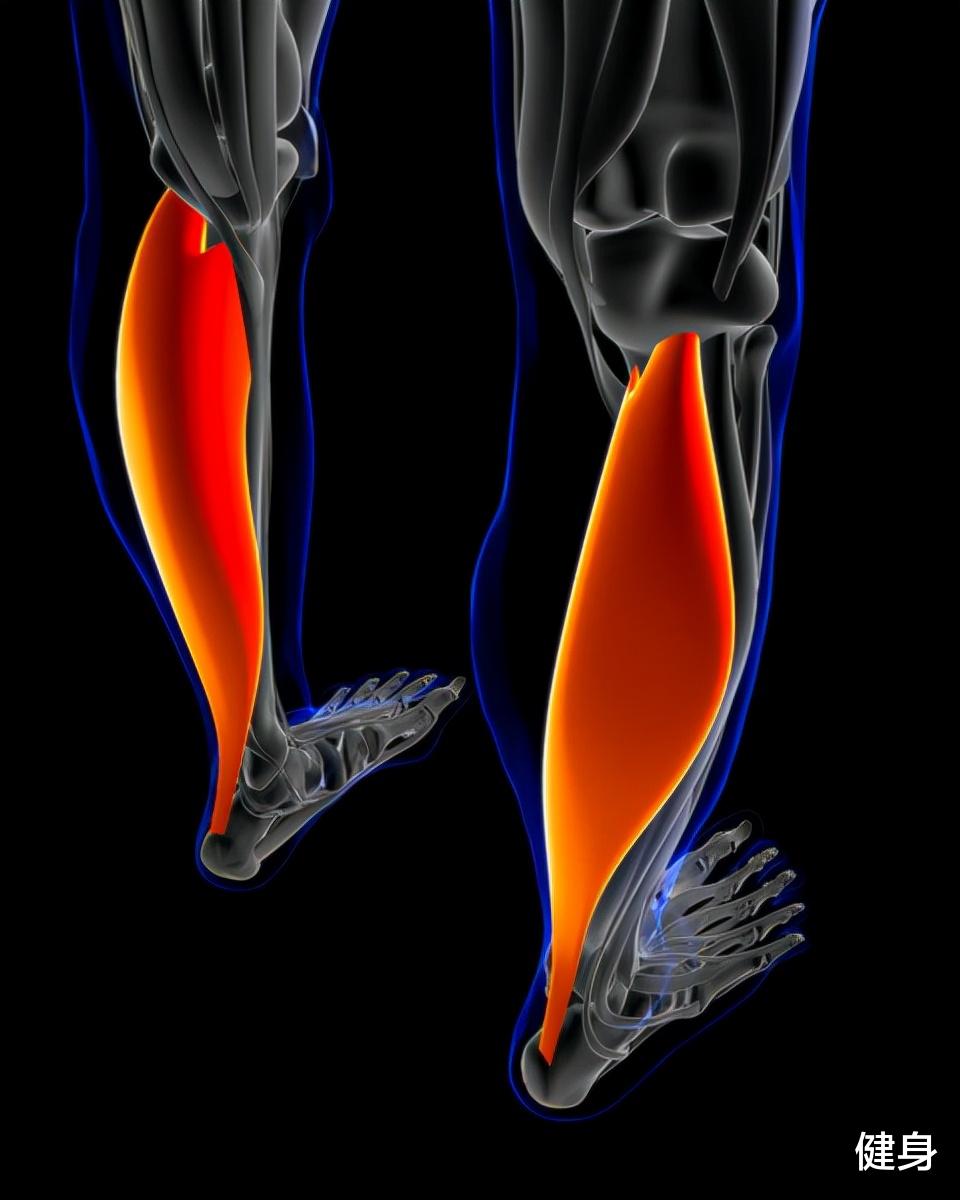 比目鱼|5招「比目鱼肌训练」练出笔直细腿