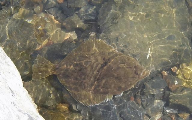 广东省|广东钓鱼人，东江钓起罕见鲽鱼，当地网友：东江里啥钓不到