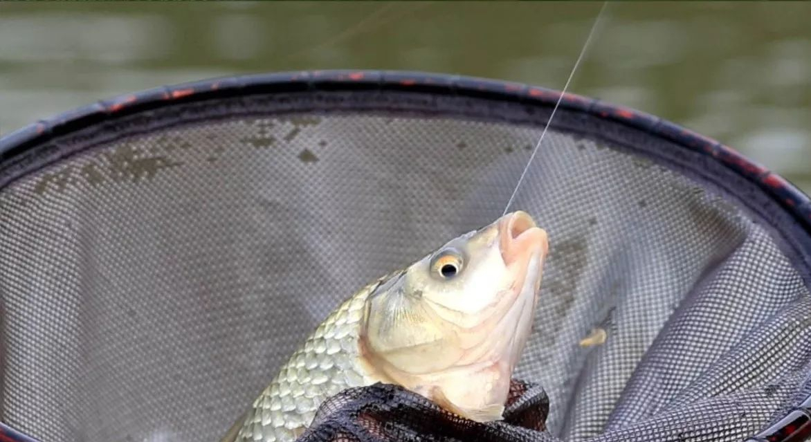 |经常空军无渔获,不妨学一下三步钓鱼法,连杆爆护都不是问题