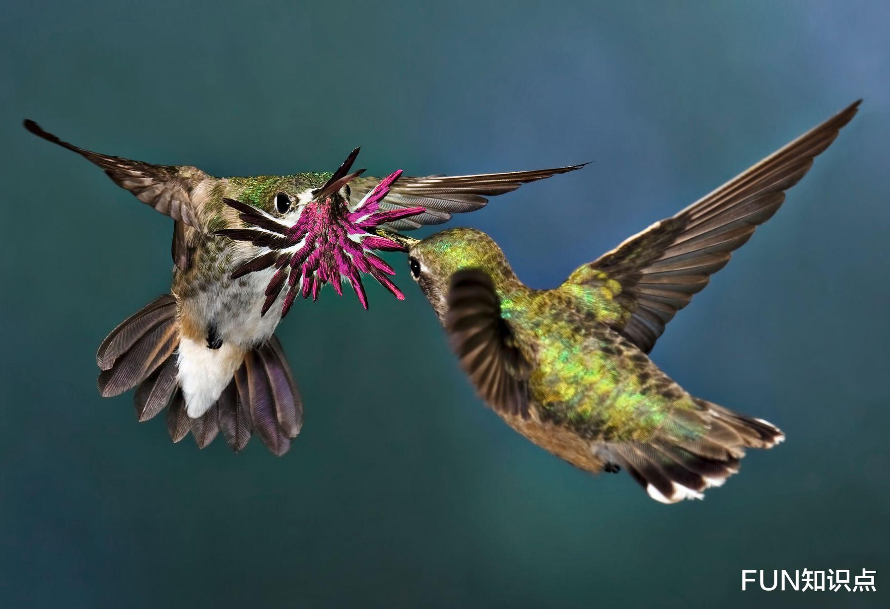  为了追求异性，体重仅3克的雄性星蜂鸟，在喉咙上“开了朵花”