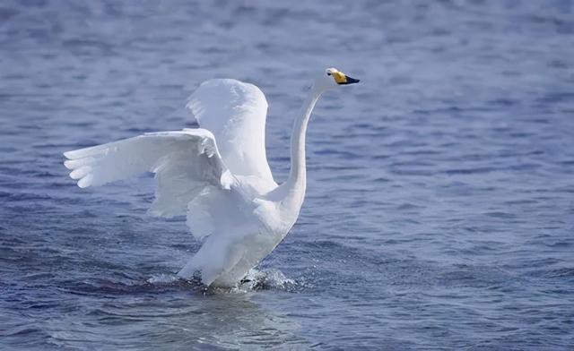 难忘秋月 林清玄：心里的天鹅
