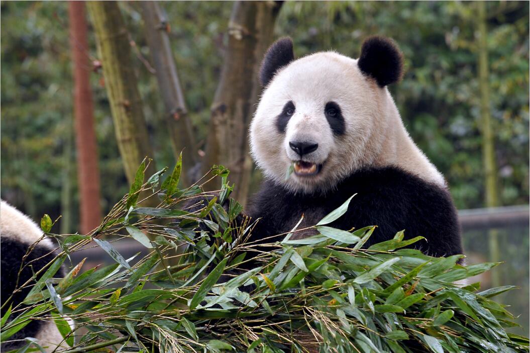 老虎 为什么说熊猫不怕老虎和狮子？网友：先弄明白它的祖先是谁