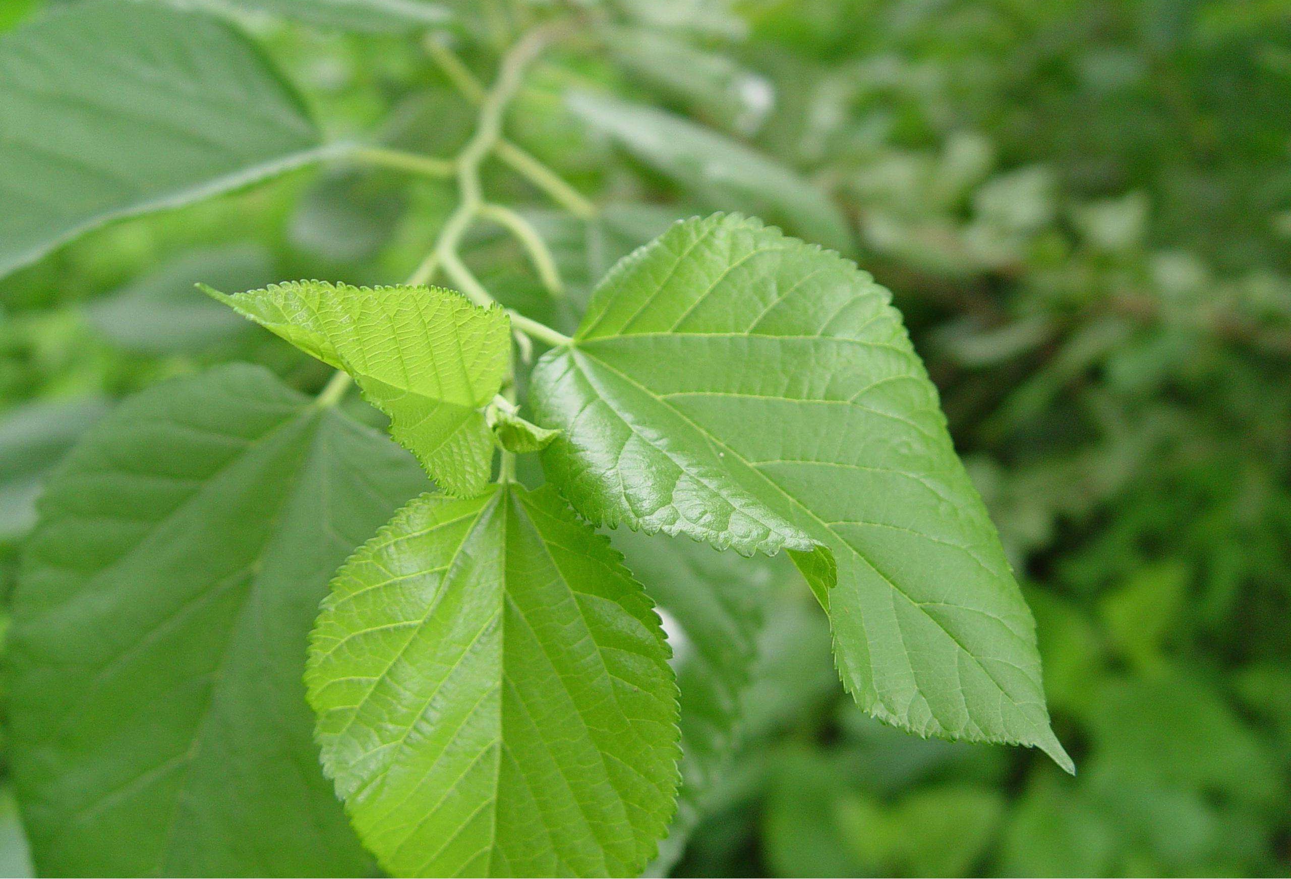 桑叶|它被誉为“神仙叶”,经常食用,延年益寿降三高,药效不比人参差