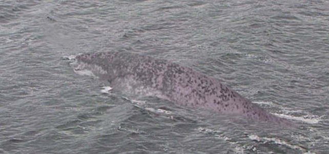 喀纳斯湖 1995年喀拉斯湖水怪之谜，专家查了很久说是大红鱼