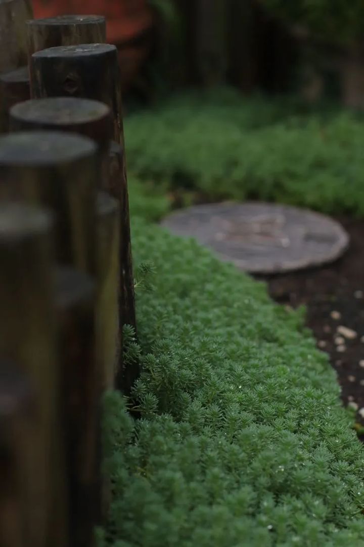 |4年前，买了8楼带240㎡露台的顶层房，如今成了全小区最美的屋顶
